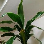 Dracaena fragrans Hostoa