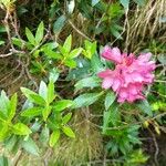 Rhododendron ferrugineum Virág