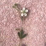 Sibbaldia tridentata Flower