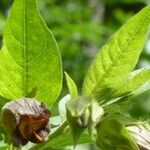 Atropa bella-donna Leaf