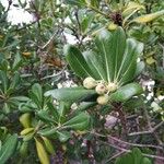 Pittosporum tobira Blatt