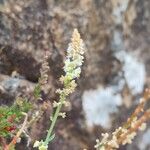 Sesamoides purpurascens 葉