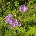 Campanula mediumЦвят