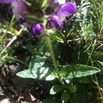 Prunella hastifolia Likasa