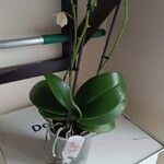 Phalaenopsis × singuliflora Leaf