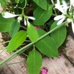 Euphorbia hypericifolia Blatt