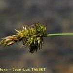 Carex disticha Kwiat