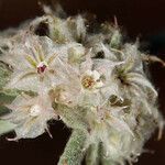 Chorizanthe membranacea Květ