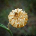 Linum lewisii Flower