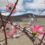 Rhododendron cerasinum 花