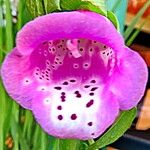 Digitalis purpurea Flower