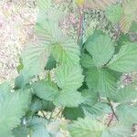 Rubus camptostachys Leaf