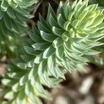 Euphorbia pithyusa Leaf