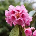 Rhododendron kesangiae Çiçek