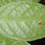 Hiraea smilacina Leaf