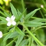 Epilobium ciliatum आदत