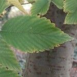 Zelkova carpinifolia برگ