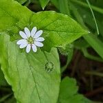 Stellaria media Flower