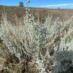 Artemisia frigida 葉