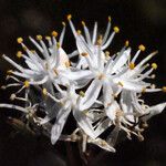 Borya constricta 花