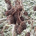 Alnus incana Fruit