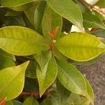 Syzygium paniculatum Листок