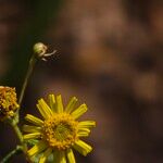 Vicoa indica Floro