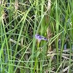 Iris versicolor Natur