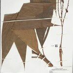 Geonoma leptospadix Fruto