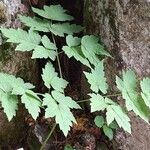 Actaea rubra Blatt