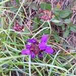 Prunella grandifloraFlower