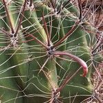 Ferocactus wislizeni Blatt