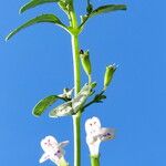 Clinopodium nepeta Vekstform