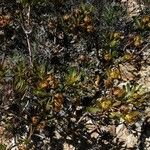 Protea caffra Habit