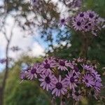 Pericallis papyracea Floro