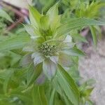 Monarda punctata Blad