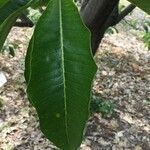 Calodendrum capense Leaf