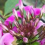 Cleome houtteana Flor