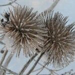 Arctium lappa Плід