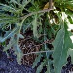 Erucastrum gallicum Leaf