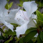 Rhododendron × pulchrum