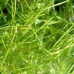 Utricularia gibba عادت داشتن