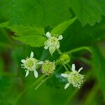 Rubus setosus Цветок