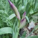 Iris × germanica Flower