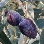 Olea europaea Fruit