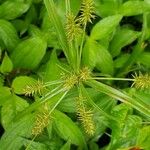Cyperus hermaphroditus Çiçek