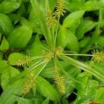 Cyperus hermaphroditus Blomst