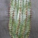 Euphorbia polygona Συνήθη χαρακτηριστικά