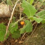 Solanum pectinatum Habit