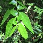 Azara lanceolata Sonstige